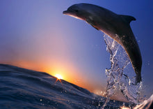Load image into Gallery viewer, Dolphin Animal Poster