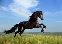 Load image into Gallery viewer, Black Beauty Horse Poster
