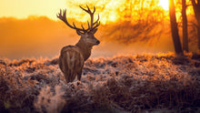 Load image into Gallery viewer, Stag Sunset Woods Poster Print
